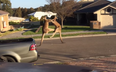 Video: Two kangaroos kicking the sh*t out of each other to classical music is worth a watch