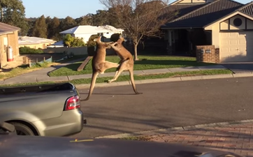 Video: Two kangaroos kicking the sh*t out of each other to classical music is worth a watch