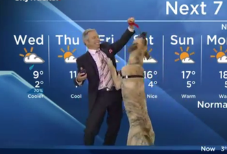 Video: Weather man does report while holding a massive dog, the result is fantastic