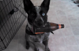 Video: How cool is this? This legend has trained his dog to ‘fetch’ him a beer from the fridge
