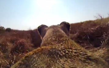 Video: A GoPro on the back of a hunting lioness is every bit as class as it sounds
