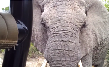 Video: Irish tourists get incredibly up close and personal with elephants while on safari