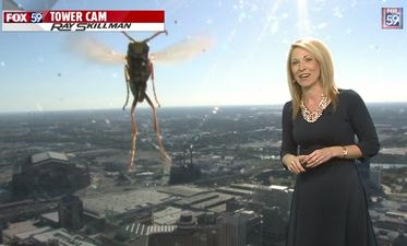 Video: It’s bee-hind you! Giant bee appears to ‘attack’ weather reporter on live TV