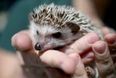 Hedgehog pitch invader brings a halt to football match
