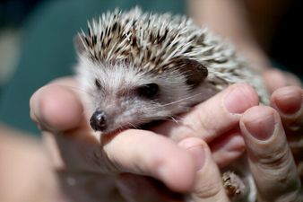 Hedgehog pitch invader brings a halt to football match