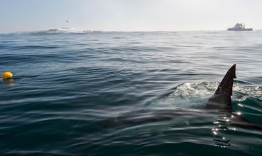 Check out the big toothy grin on this massive great white shark