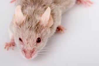 Video: Fake mouse prank scares the bejaysus out of unsuspecting Irish mammy