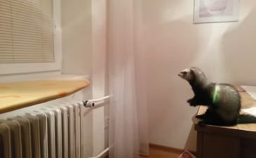 Video: This daredevil ferret failing at a jump is bound to make you laugh