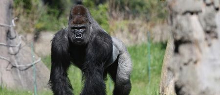 Video: Gorilla fires a rock at these Irish lads who tried to take a photo of him (NSFW)