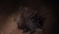 Video: Porcupine fights off 17 lions, is one bad-ass m**********r