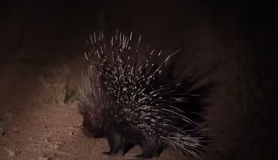 Video: Porcupine fights off 17 lions, is one bad-ass m**********r