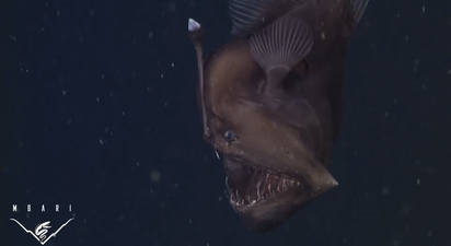 Video: Scientists capture rare footage of a deep-sea anglerfish that looks pretty damn creepy