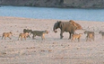 Video: Incredible footage shows how a young elephant survives an attack from 14 lions