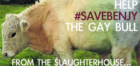 Simpsons co-creator Sam Simon intervenes to save the life of Benjy the gay bull from Mayo