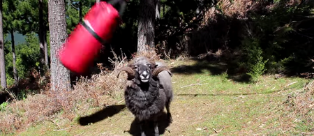Video: This ram took a great disliking to an innocent punching bag and it is the funniest thing we’ve seen today