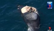 Video: Australian dude surfs on a dead whale surrounded by sharks, immediately regrets decision