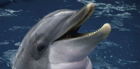 Pic: Kerryman takes an amazing image of Fungi swimming off the coast of Dingle