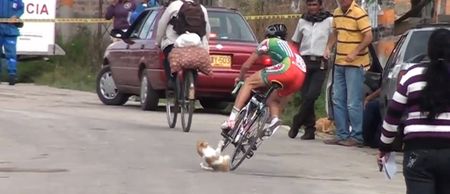 Video: Pro cyclist gets thrown off his bike after rolling over a cat
