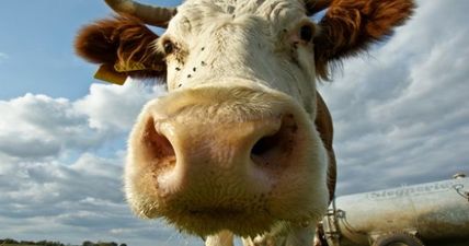 PIC: Monaghan man buys calf at mart, has no trailer to carry animal home, improvises