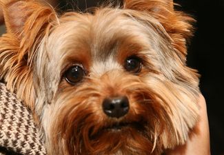 Pic: This lost dog poster in Dublin is funniest one we’ve seen in a long time