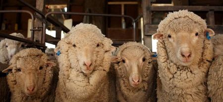 2015 is the Year Of The Sheep so here’s why ewe should be excited…