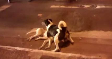 Video: Footage shows loyal Dublin dog standing guard over another that has been knocked down