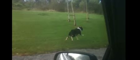 Remember the world’s most excited dog from Roscommon? He’s going to be on TV
