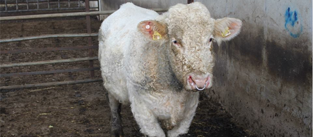 Pics: Benjy the ‘gay’ bull arrives at his new home in Norfolk, England