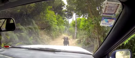 Video: The angry ram has returned! This time with added anger… (slightly NSFW)