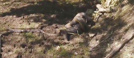 Video: This is what being eaten alive by an anaconda looks like