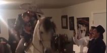 Video: Just a guy in a sombrero, holding a child, on the back of a dancing horse. In someone’s sitting room