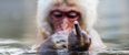VIDEO: “F*ck you, you c*cksucker” – Angry zookeeper swears at misbehaving monkey on live TV