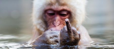 VIDEO: “F*ck you, you c*cksucker” – Angry zookeeper swears at misbehaving monkey on live TV