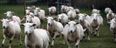 That’s Gas! Romantic farmer proposes to lucky girlfriend via the medium of sheep… as you do