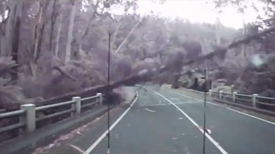 Video: Watch as drivers in Australia barely avoid being crushed by falling trees