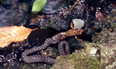 Video: This badass frog refused to be eaten alive by a hungry snake (NSFW)