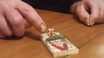 Video: Mousetrap Jenga looks like one very painful pastime