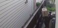 Video: World’s worst delivery man throws this package over the gate before peeing on the house
