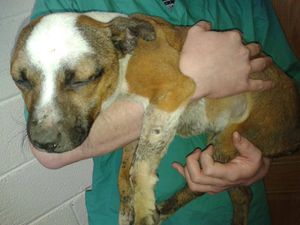 Kildare animal welfare volunteer claims reports about dog being cooked alive are not accurate