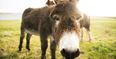 Donkey with horrific head injuries rescued by the ISPCA (Warning: Graphic Images)