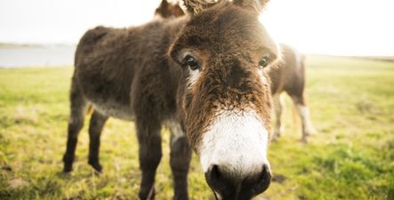 Donkey with horrific head injuries rescued by the ISPCA (Warning: Graphic Images)