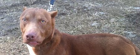 Pics: This Pitbull-Dachshund is one of the greatest/freakiest-looking dogs we’ve ever seen