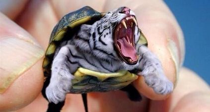 Gallery: Have you heard of a Pish, Dorse or Ostriphant? We can’t get enough of these awesome animal mashups