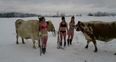 Video: Just some Swedish women in their underwear skiing with cows
