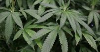 Drug laws make “criminals out of decent people,” warns Green Party in call to decriminalise cannabis