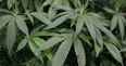 Drug laws make “criminals out of decent people,” warns Green Party in call to decriminalise cannabis