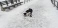 Video: Man laughing at his dog slipping on ice instantly gets his comeuppance