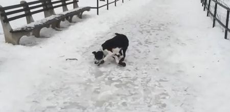 Video: Man laughing at his dog slipping on ice instantly gets his comeuppance