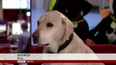 Pic: Bounce the dog becomes TV star after the most unnecessary caption in the history of the BBC