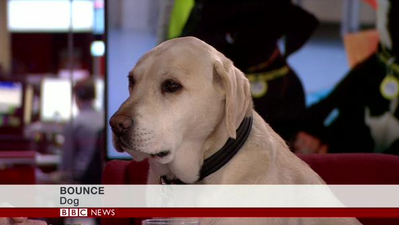 Pic: Bounce the dog becomes TV star after the most unnecessary caption in the history of the BBC